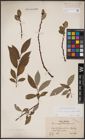 Foto von Salix caprea L. x Salix daphnoides Vill.